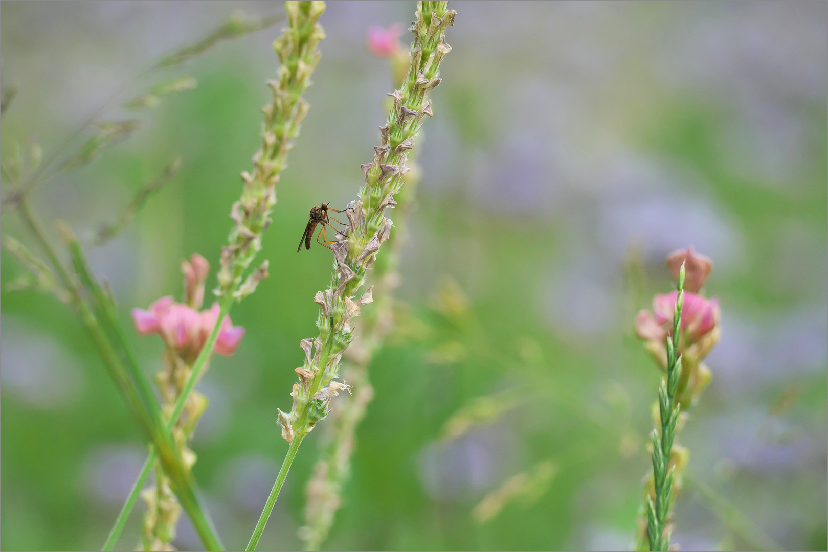 Wiesenbewohner