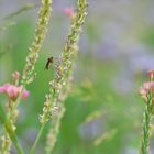 Wiesenbewohner