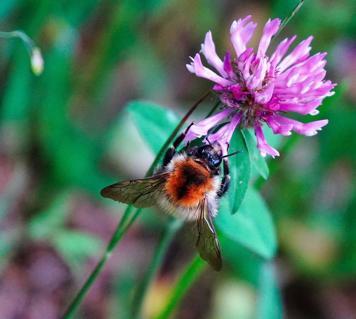 Wiesenbewohner