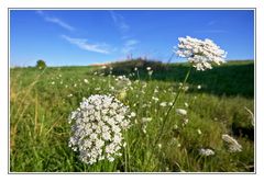 Wiesenbild