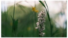 Wiesenbild