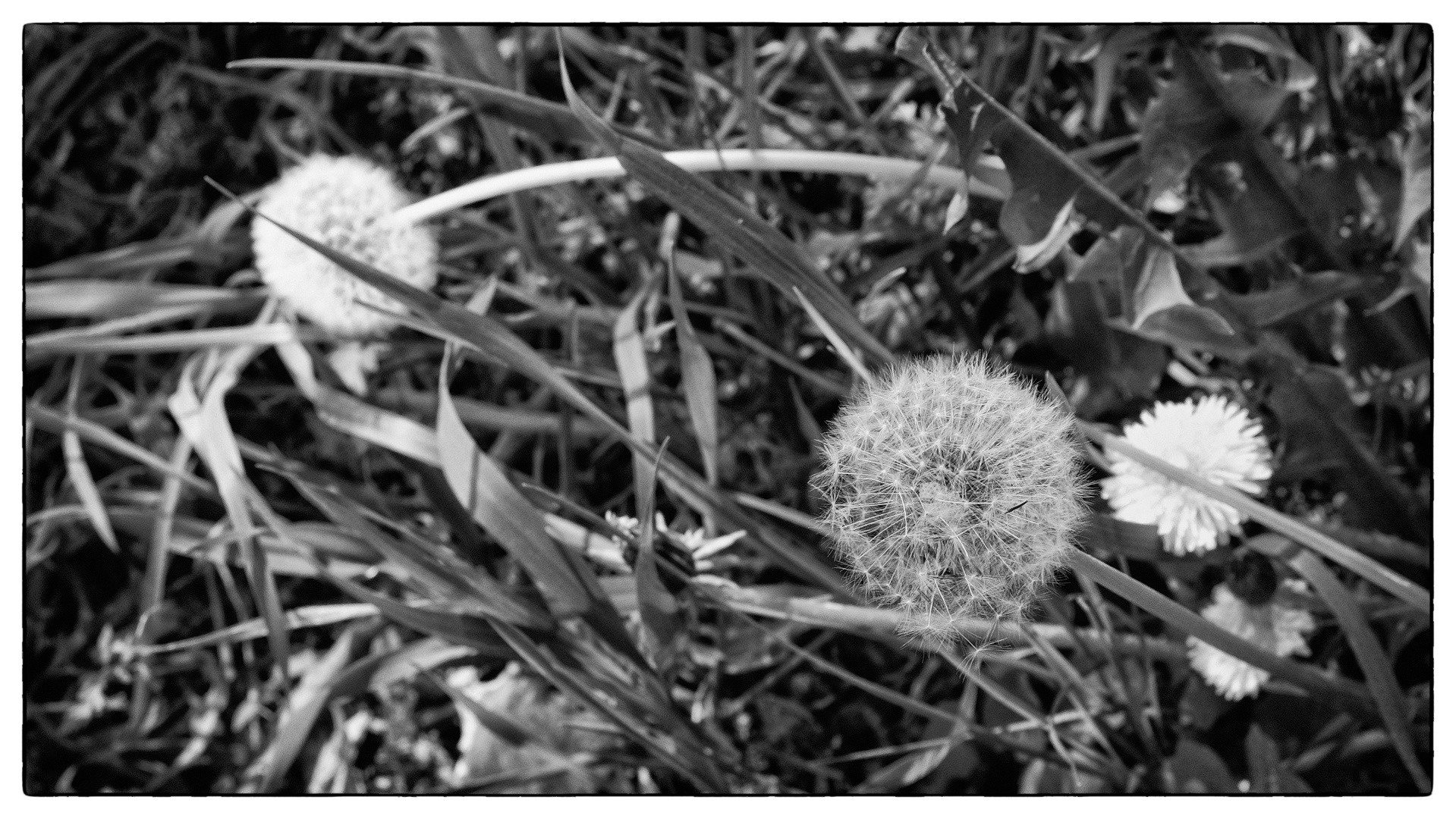 Wiesenbild