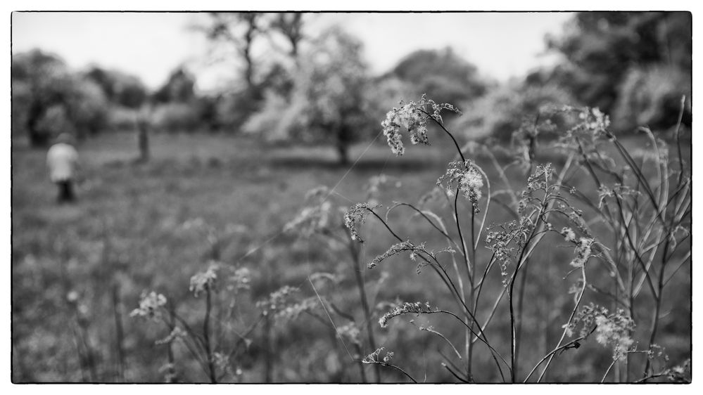 Wiesenbild