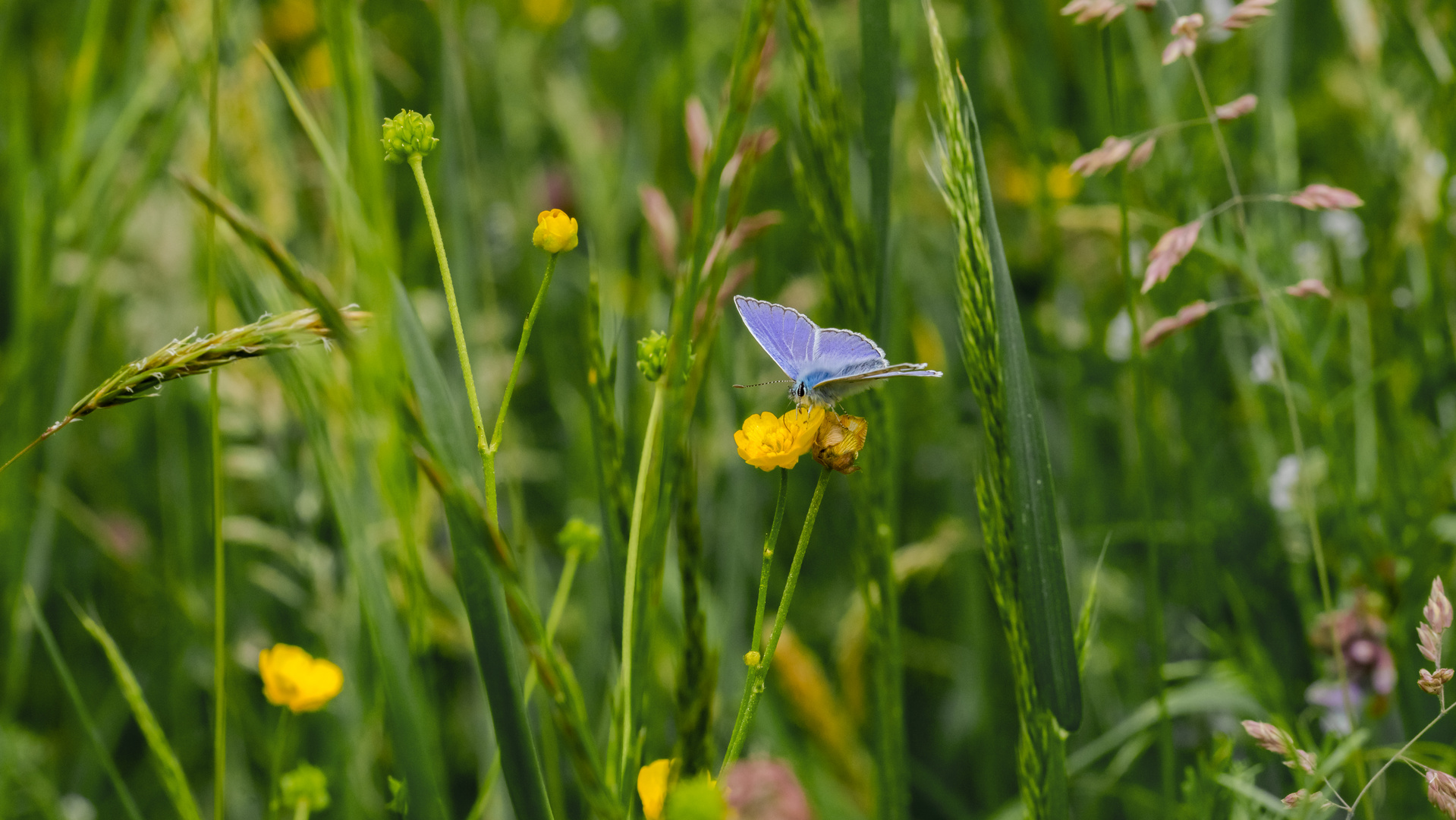 Wiesenbläulinge