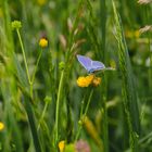 Wiesenbläulinge