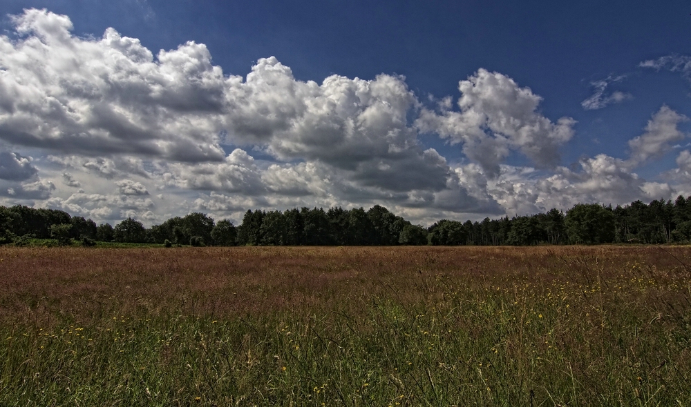 Wiesenblick