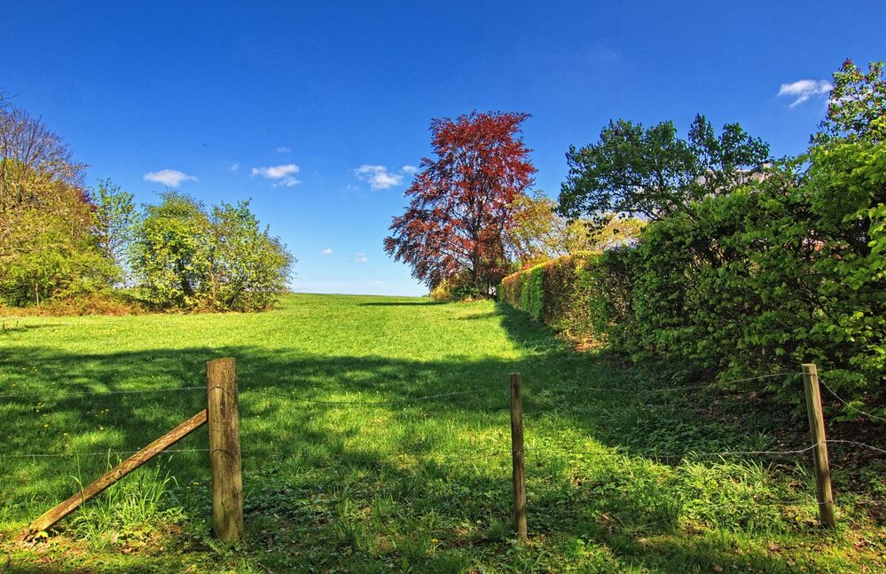 Wiesenblick 