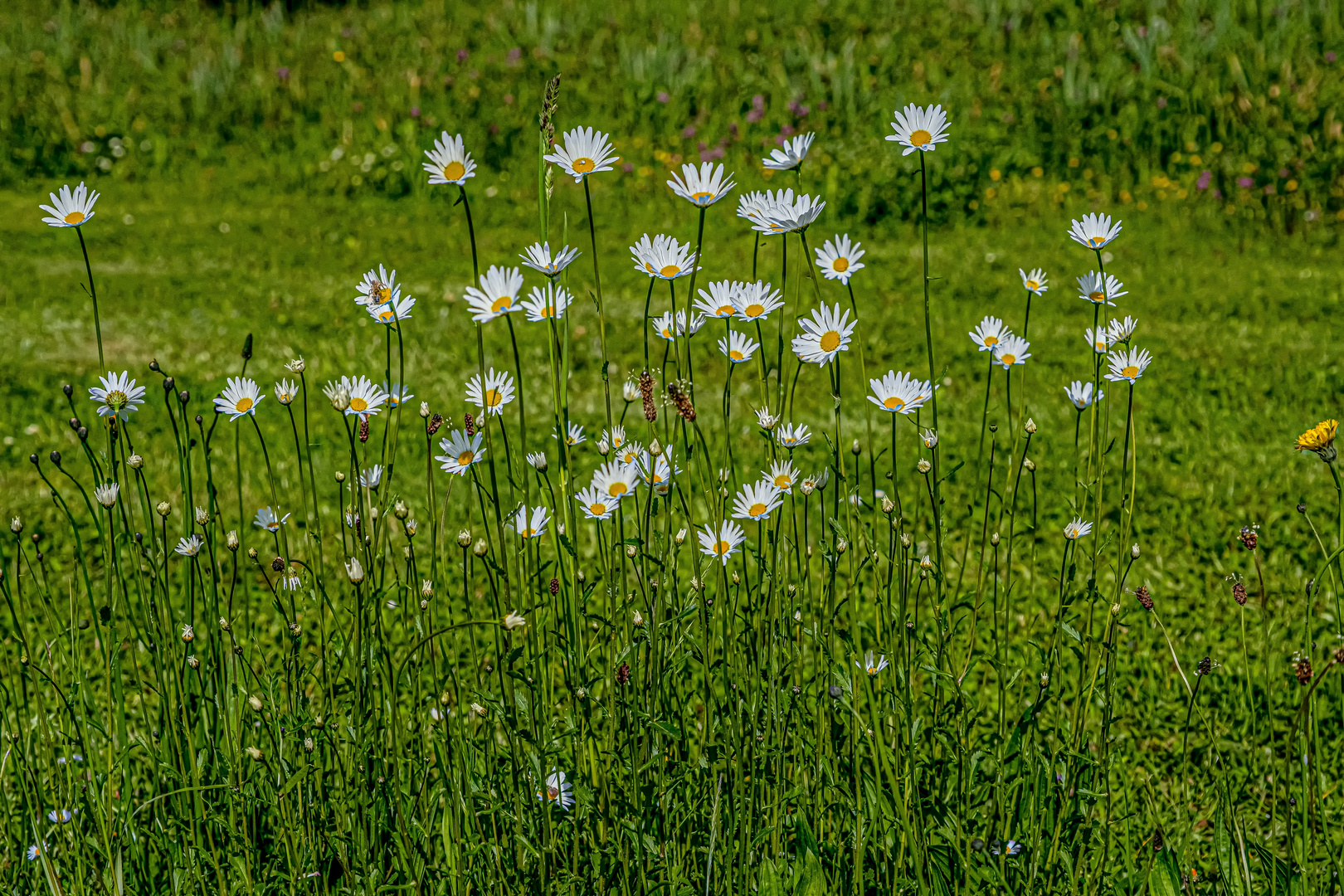 Wiesenblick