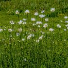 Wiesenblick