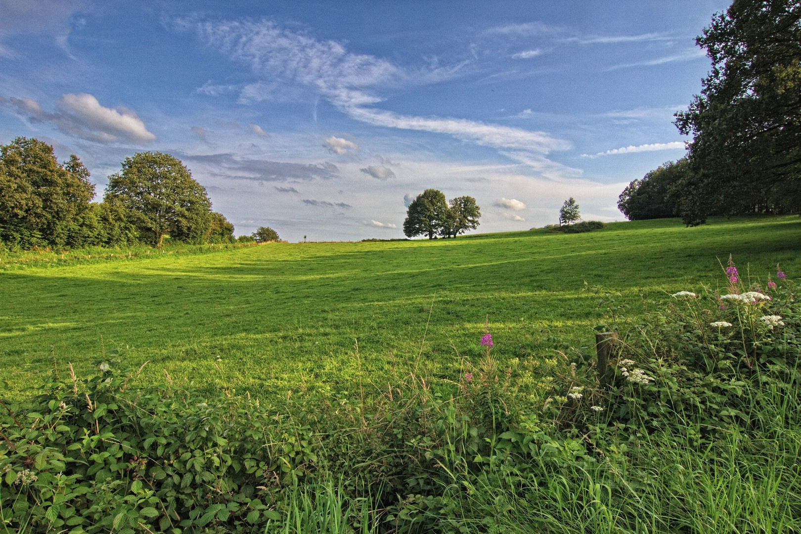 Wiesenblick 