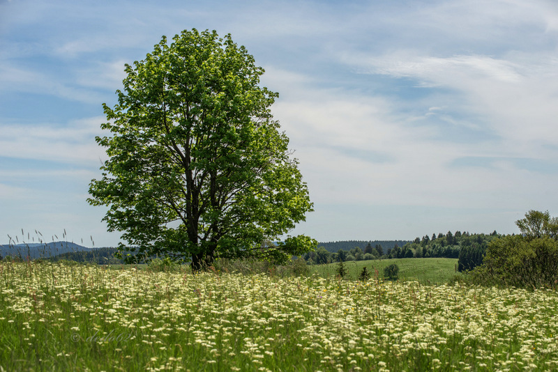 Wiesenblühen 