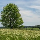 Wiesenblühen 