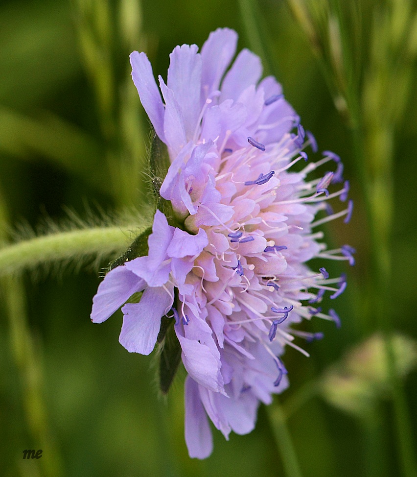 Wiesenblüher