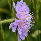 Wiesenblüher