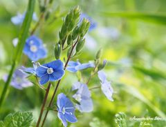 Wiesenblüher