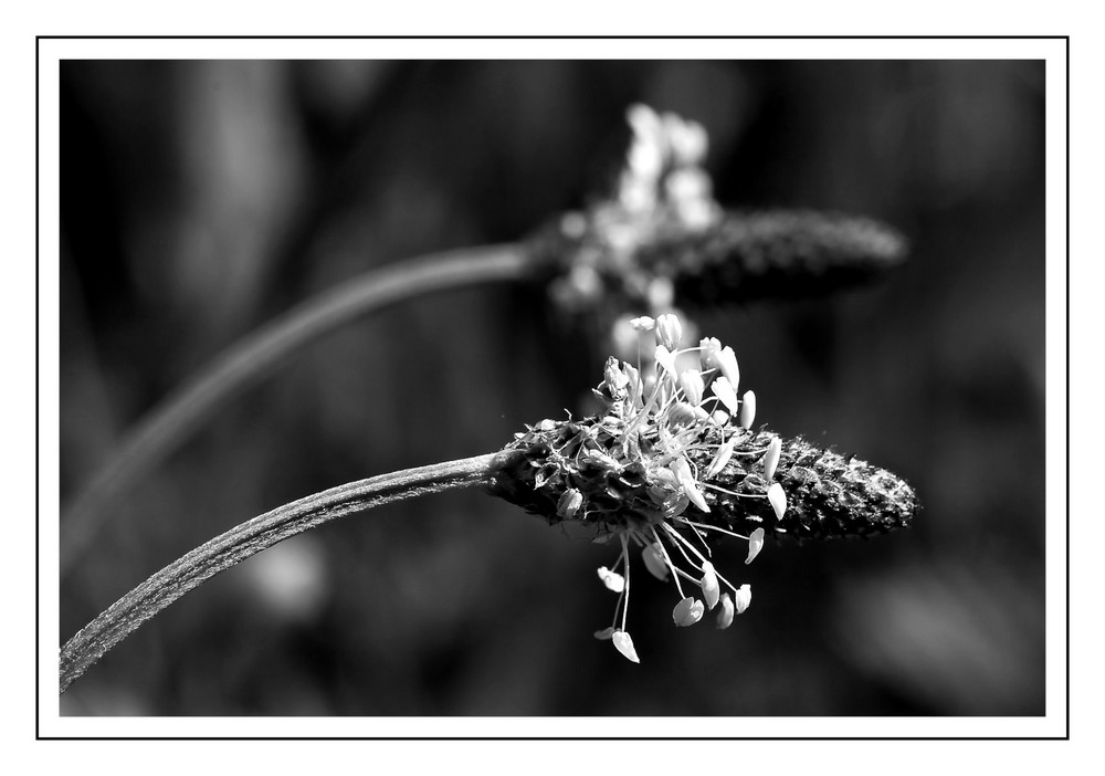 Wiesenblüher