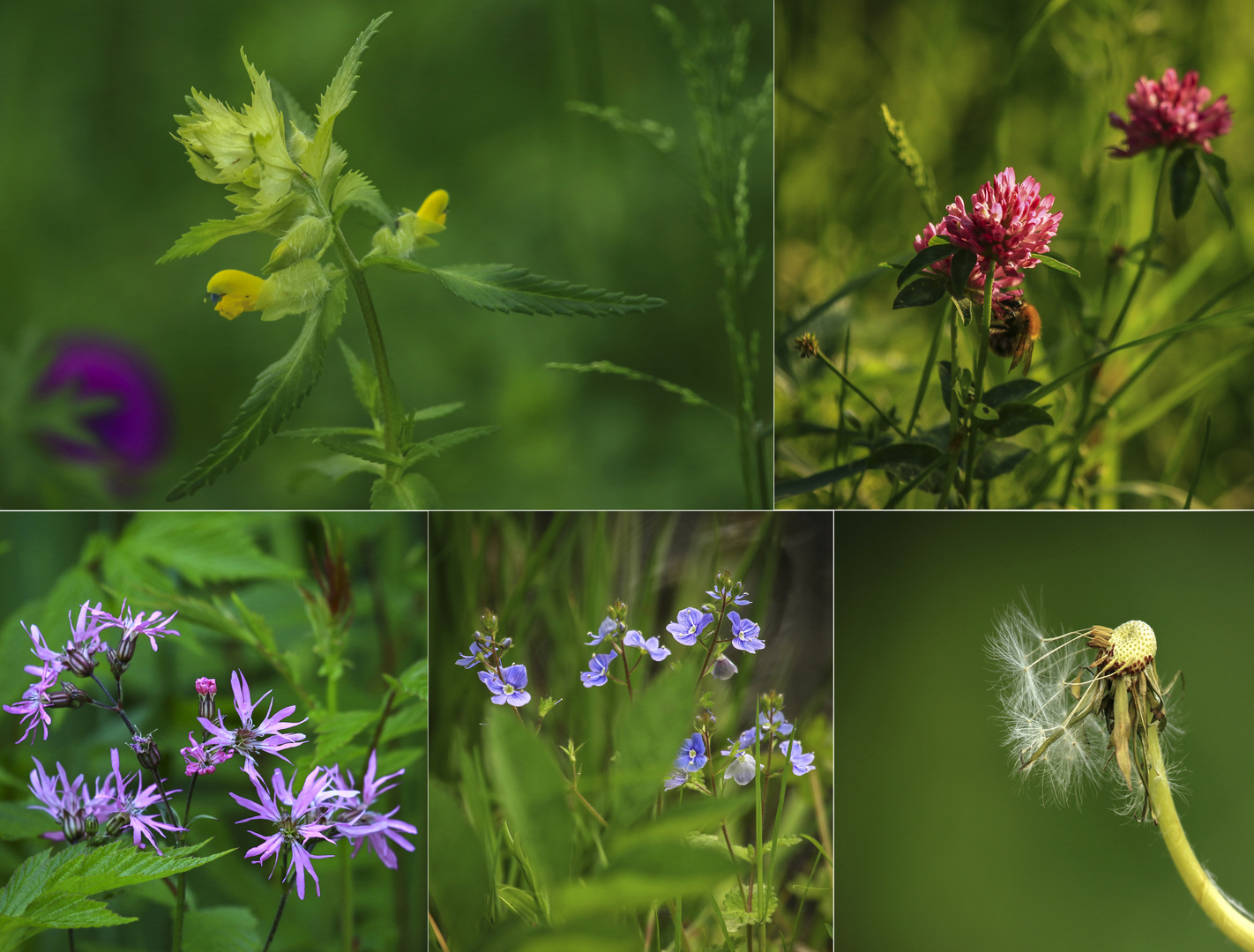 Wiesenblüher