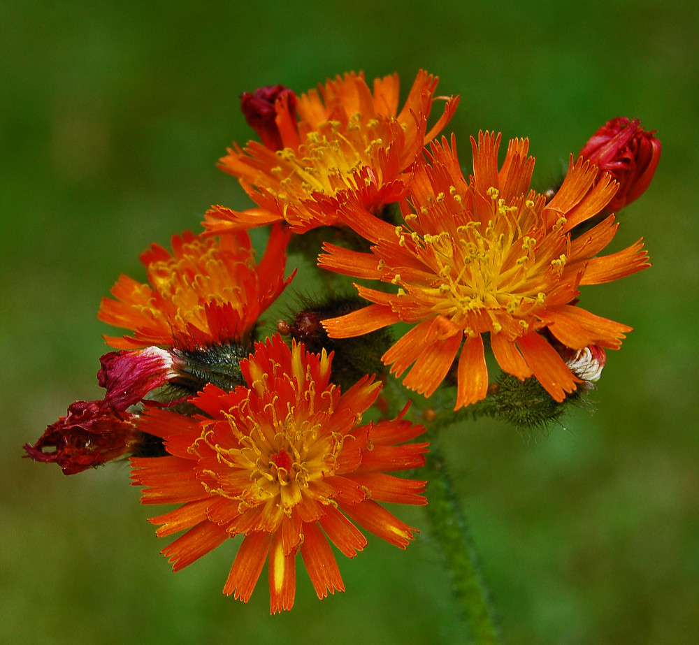 Wiesenblüher