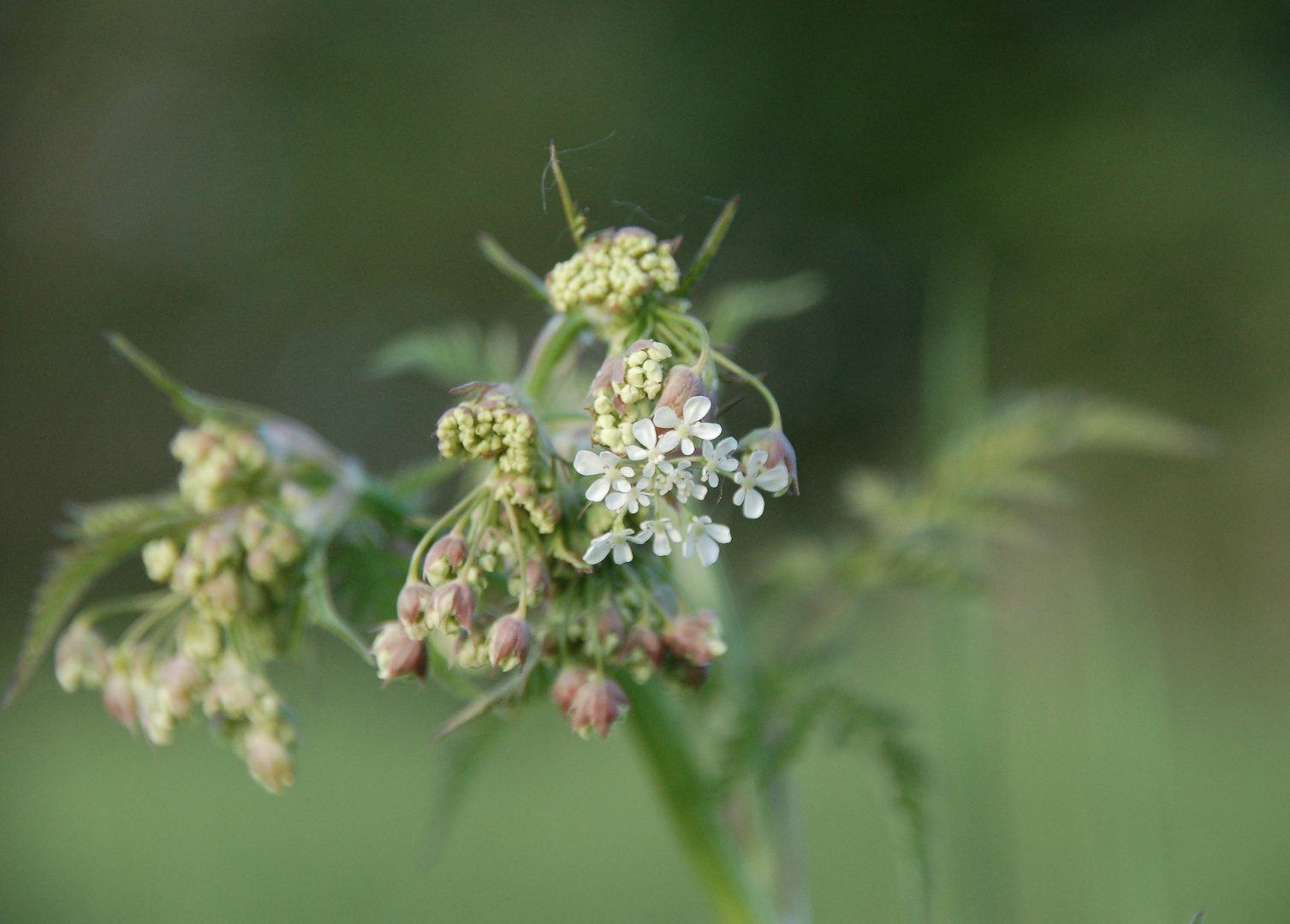 Wiesenblüher