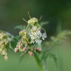 Wiesenblüher