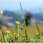 Wiesenblümchen