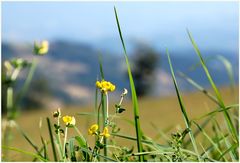 Wiesenblümchen