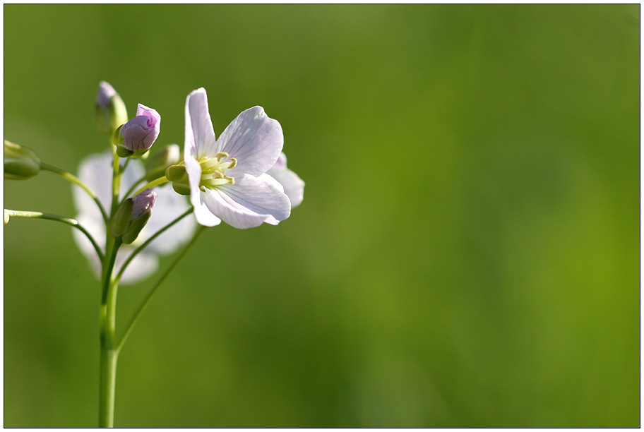 Wiesenblümchen