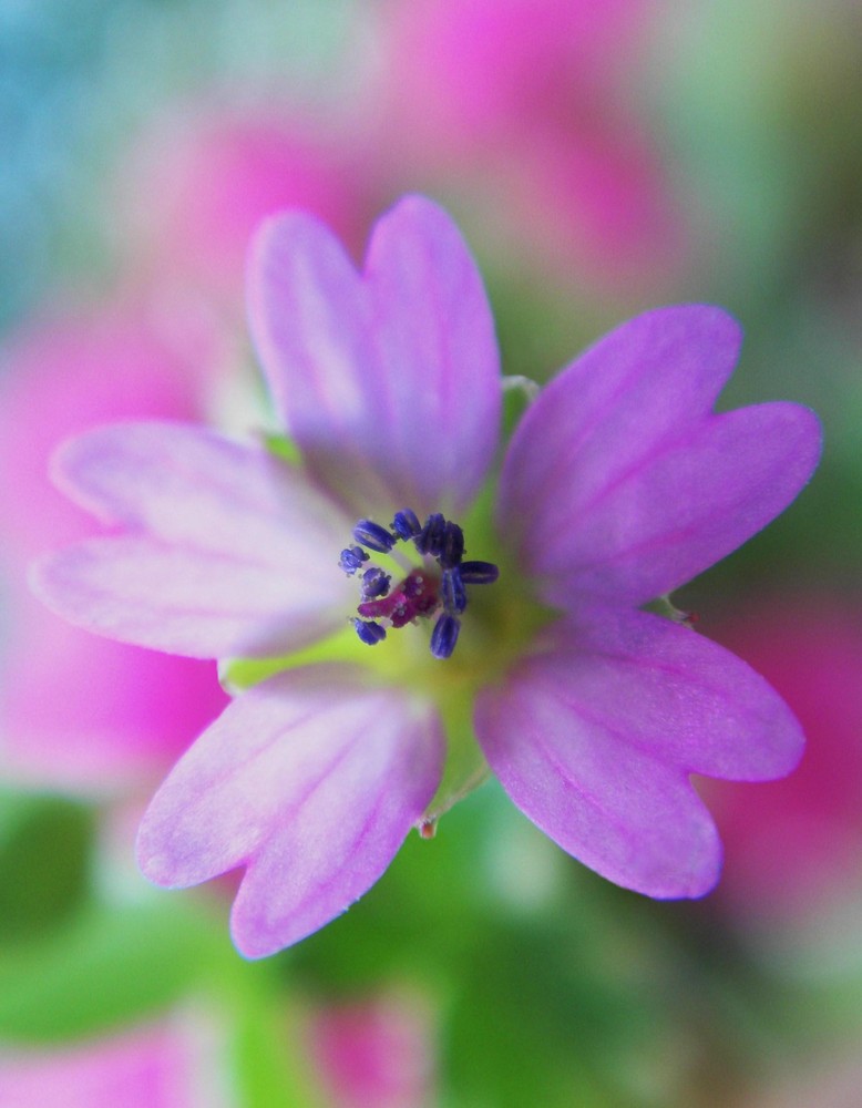 Wiesenblümchen