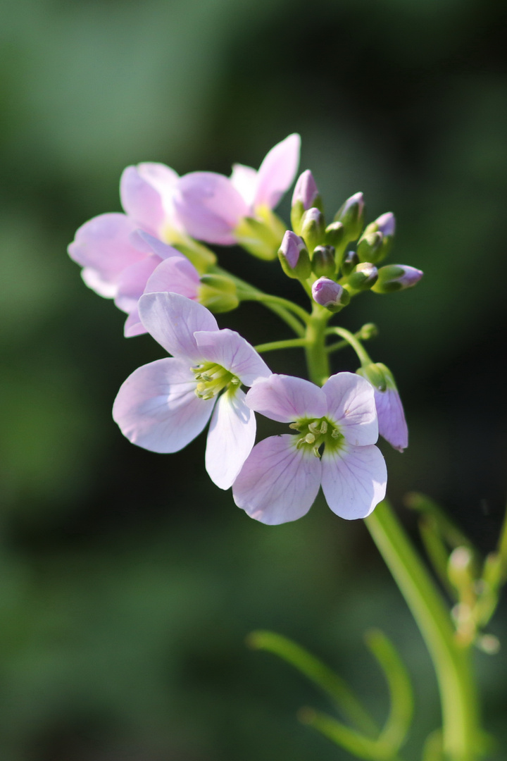 Wiesenblümchen