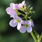 Wiesenblümchen