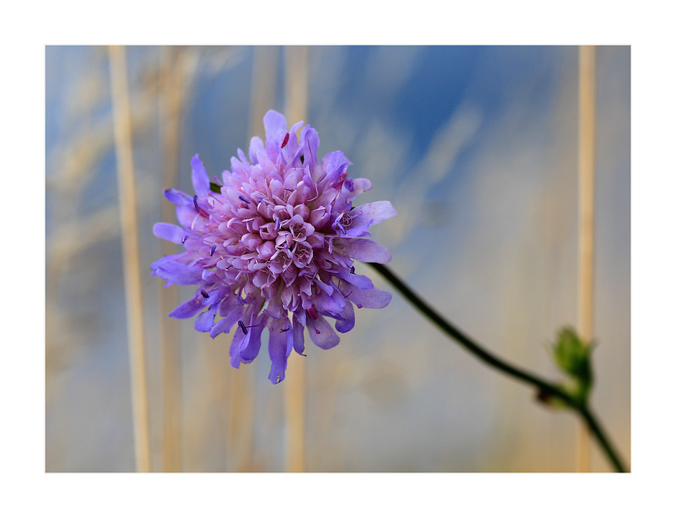 Wiesenblümchen #2