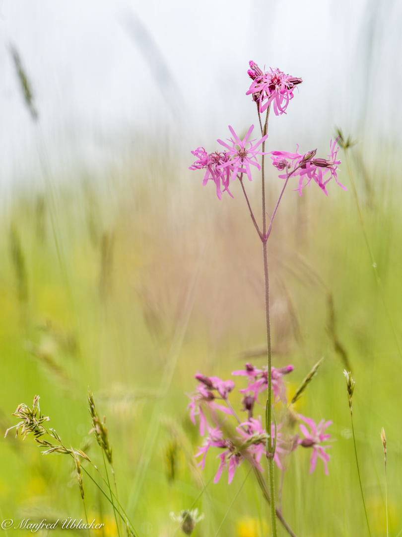 Wiesenblümchen ...