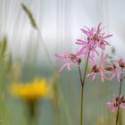 Wiesenblümchen ...