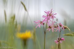 Wiesenblümchen ...