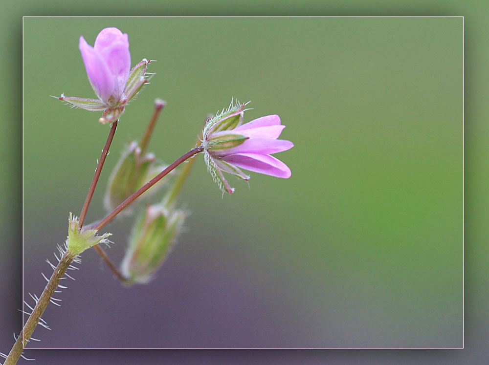 Wiesenblümchen