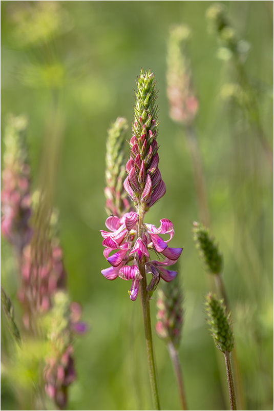 Wiesenblümchen