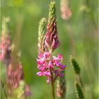 Wiesenblümchen