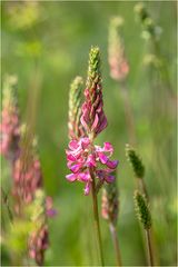 Wiesenblümchen