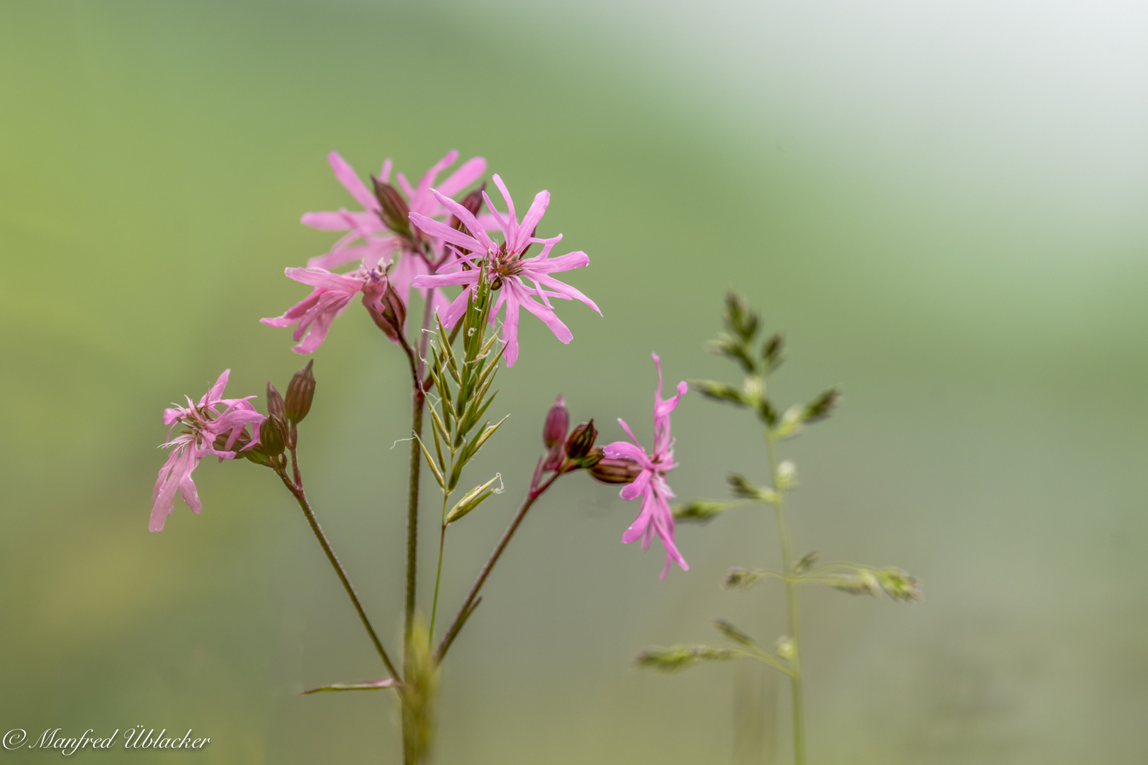 Wiesenblümchen ...