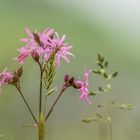 Wiesenblümchen ...