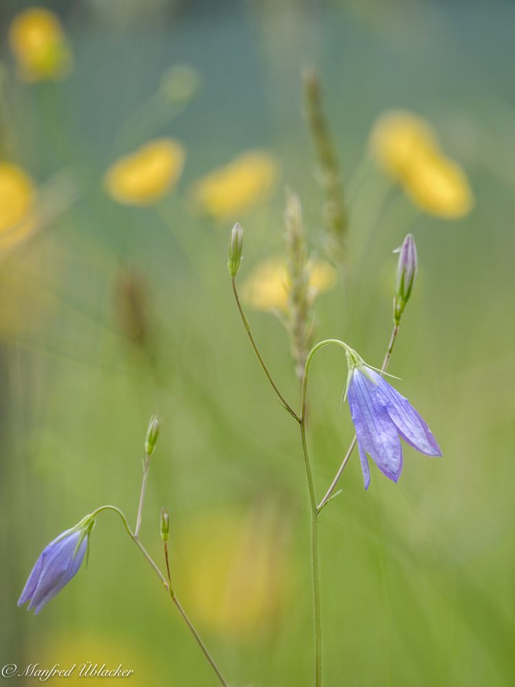 Wiesenblümchen ...