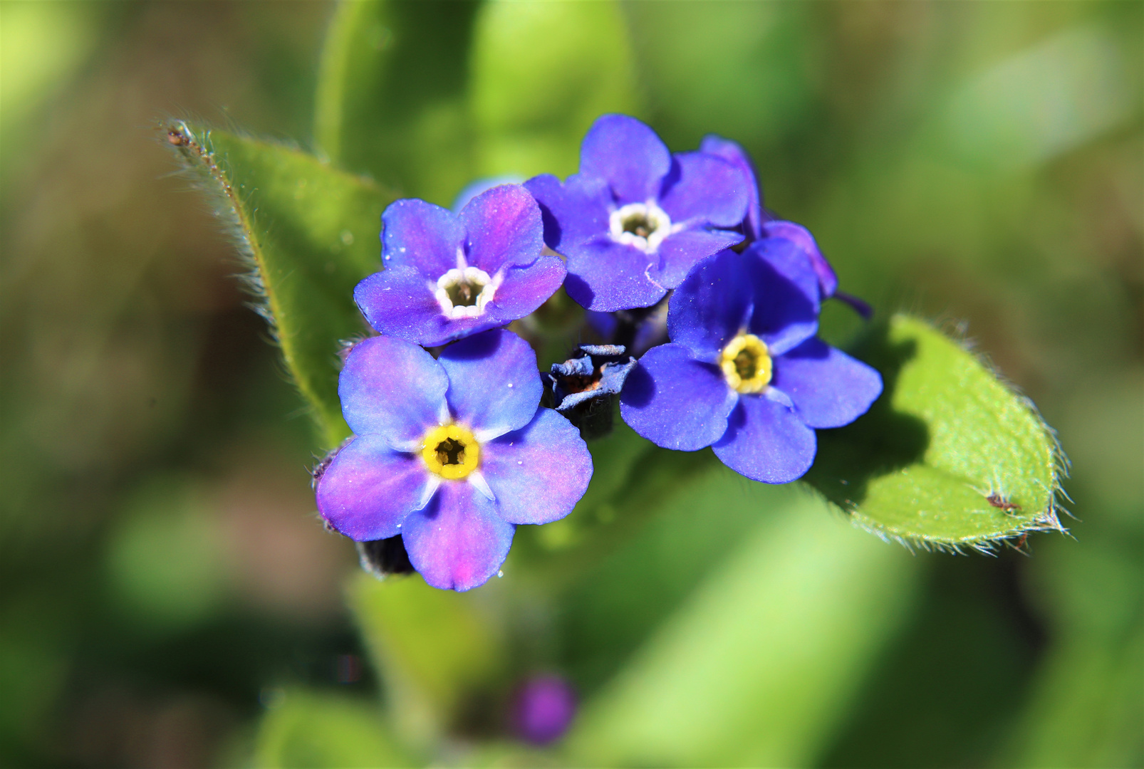 Wiesenblümchen