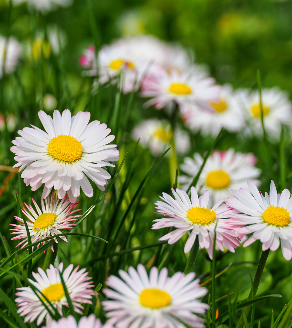 Wiesenblümchen......