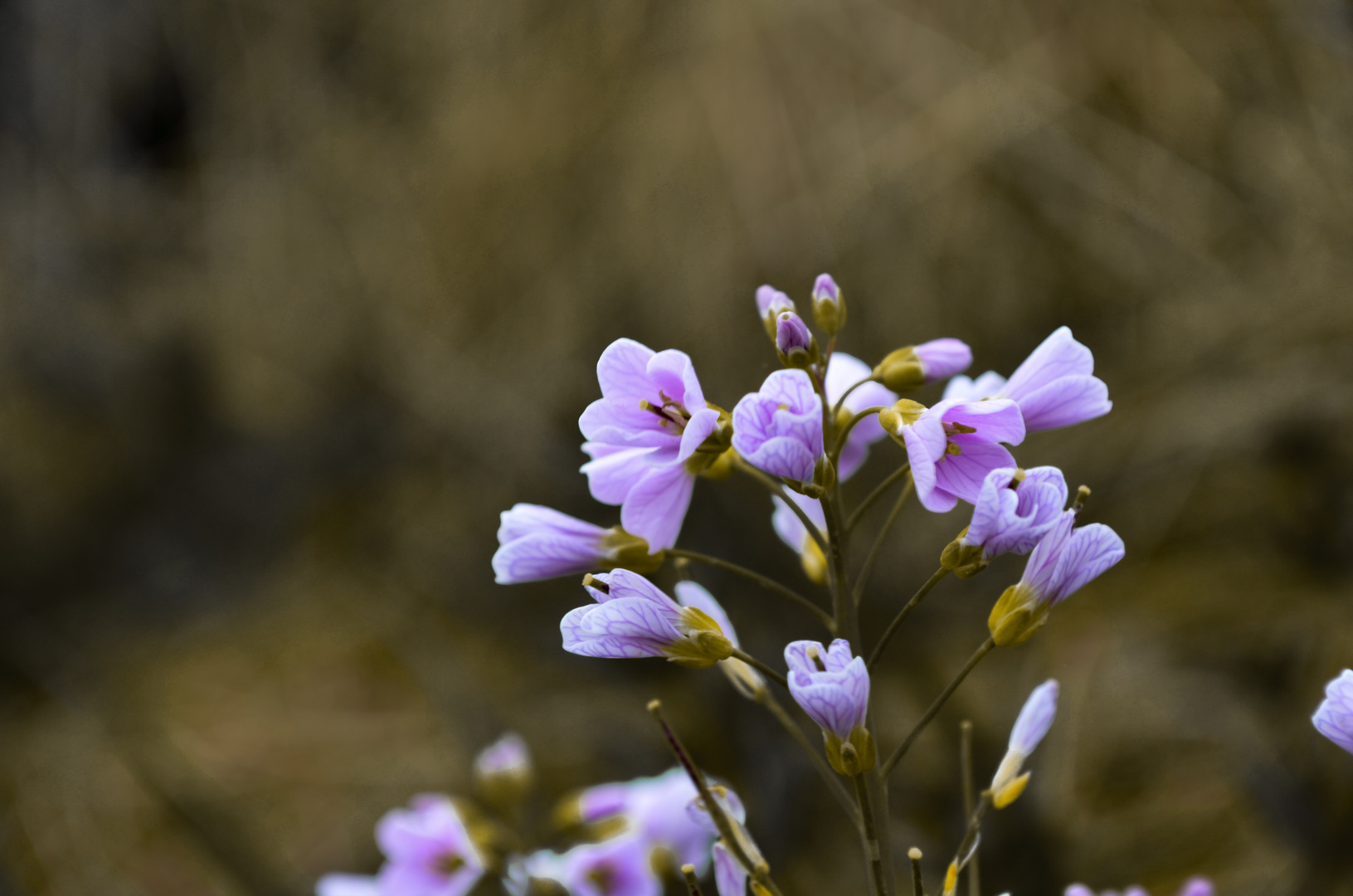 Wiesenblümchen