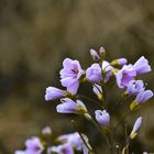 Wiesenblümchen