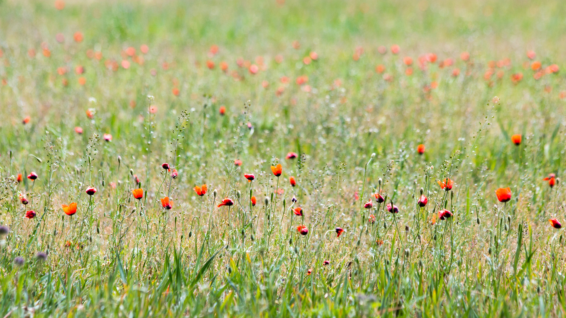 Wiesenblümchen