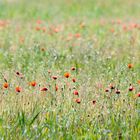 Wiesenblümchen