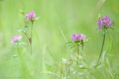 Wiesenblümchen ...