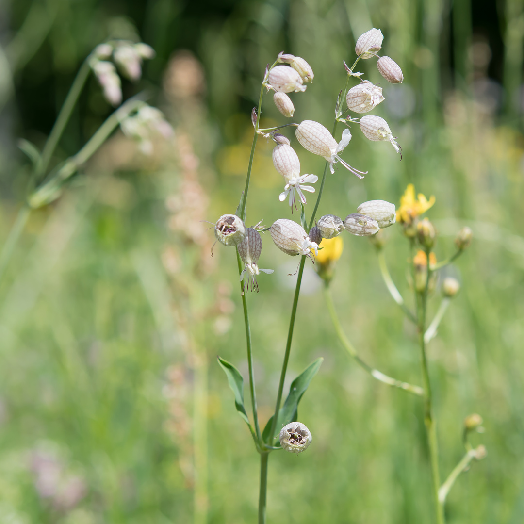 WIESENBLÜMCHEN