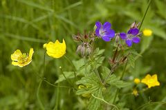 wiesenblümchen